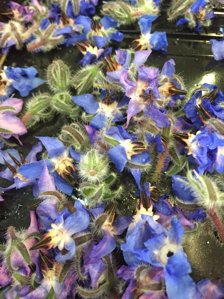 London_FD's tweet image. Beautiful borage flowers in today. Thanks to @WestlandsWow