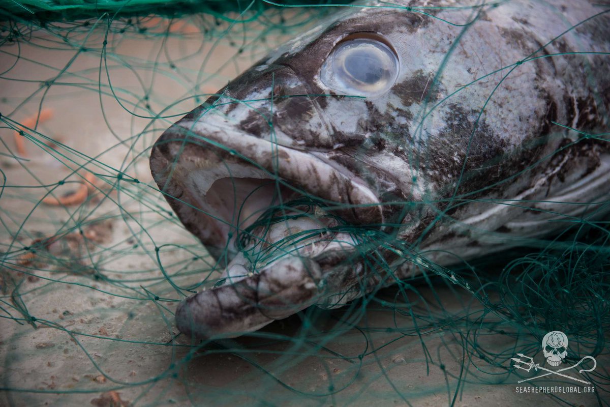 sparrowmedia's tweet image. A trawler wanted for illegal fishing, was chased across three oceans, until it sank in April nytimes.com/2015/07/28/wor…