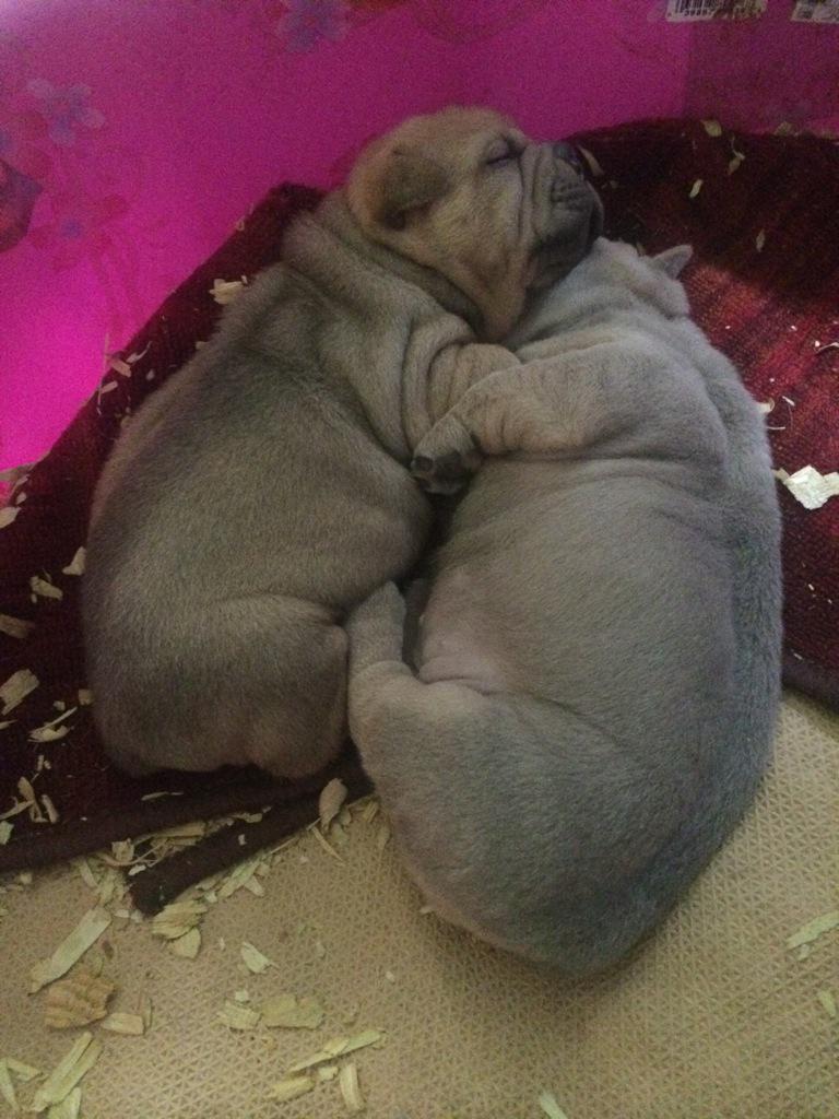 Bylinx_org's tweet photo. These puppies have so muck extra skin it's cute, all hugged up and showing love. #chinesebulldog2g @Bylinx_org http://t.co/hhaNVeONkZ