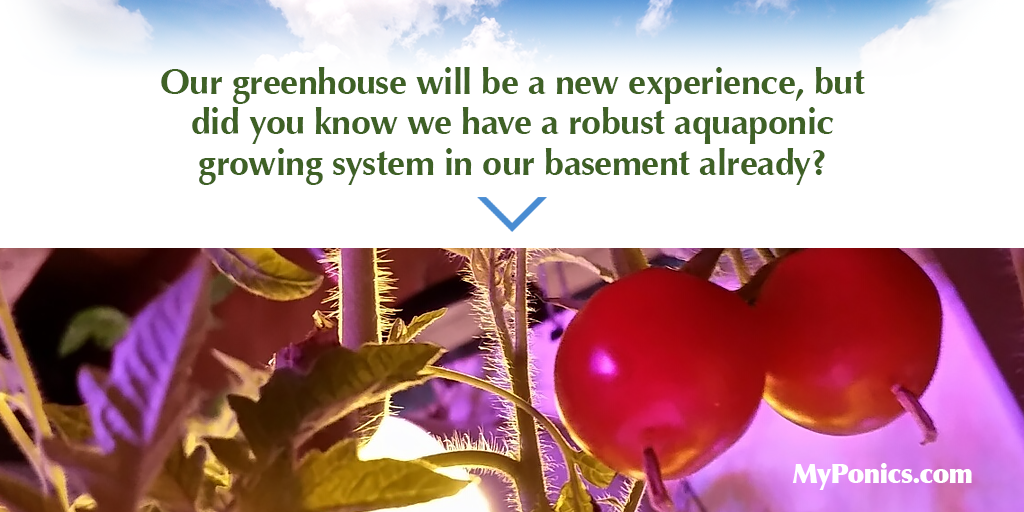 MyPonics's tweet image. Our greenhouse is new, but did you know we have a robust #aquaponic growing system in our basement already?