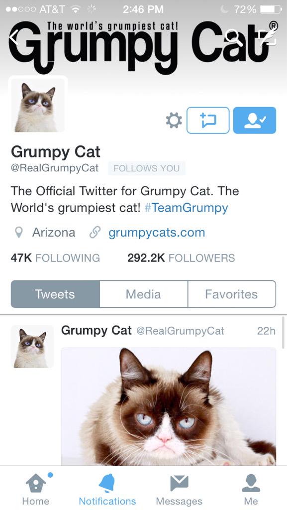 TheCatMrG's tweet photo. 😵😵 @RealGrumpyCat follows me!! http://t.co/rVGEWNo5sh