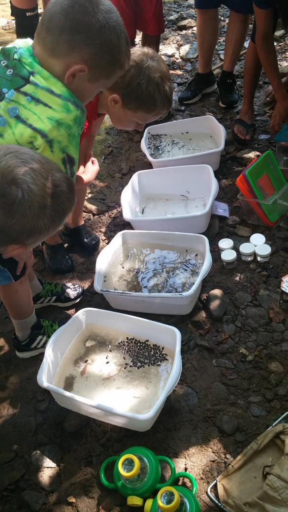 BelmontSWCD's tweet photo. Conservation Field Days participants learning about macroinvertabrates and water quality monitoring at Captina Creek http://t.co/zYb3UXxVvZ