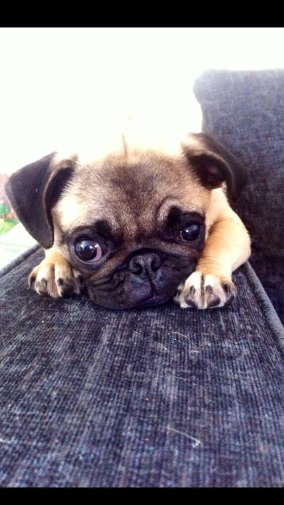 Bensmithy16's tweet photo. She can be cute sometimes #pugdog http://t.co/Qmo1PYbX7z