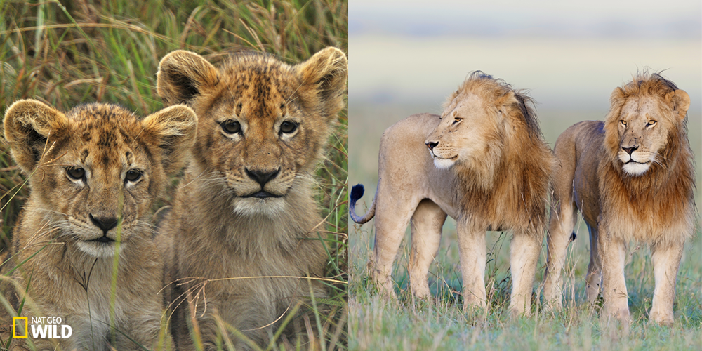 NatGeoTV's tweet photo. RT @natgeowild: #TransformationTuesday: Lion edition. http://t.co/3FB9t1Ljcy