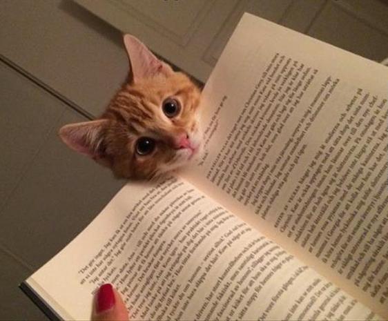 CatOnToilet's tweet photo. Oh hai. Whatcha readin'? http://t.co/vEHnvMDr6f