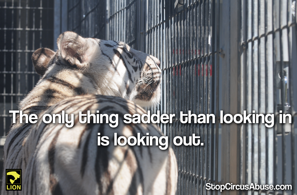 DuckDefenders's tweet photo. Visit http://t.co/HBHWSfG13I + learn the truth about circuses! #StopCircusAbuse #KeepOnRoaring http://t.co/ovZcgYrYTD
