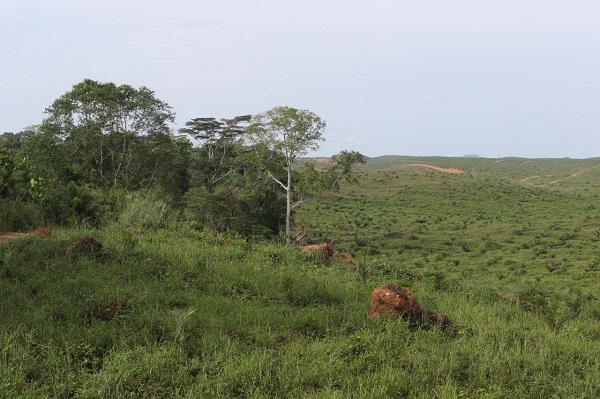 foe_us's tweet photo. Wilmar accused of Nigerian ‘land grab’ for palm oil http://t.co/YbM2qhfR74 via @MongabayOrg @ConantJ http://t.co/oNIoPeBgT5