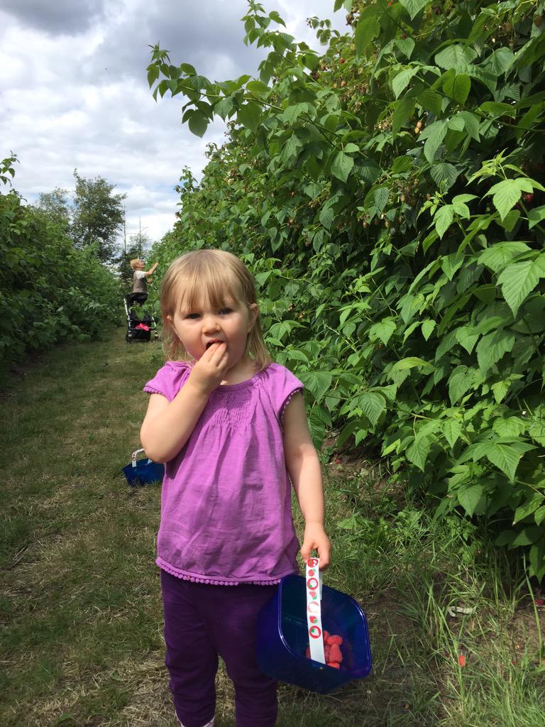 McqueenLorna's tweet image. #raspberrypicking - mmm eating