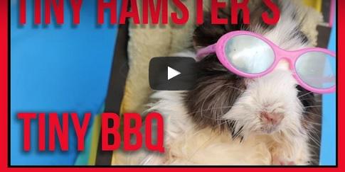 MyLittleSushii's tweet photo. Un mini barbecue pour hamster ! Trop chou :)
http://t.co/G8XksKuV7f
#chatbuzz #funnyanimals http://t.co/ap7yhe3EsZ