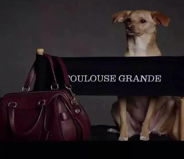 Grandeworldnews's tweet photo. congrats to @ToulouseDaDog !!! @Coach should be so proud of you!
@ArianaGrande http://t.co/Jz9EIZdY49
