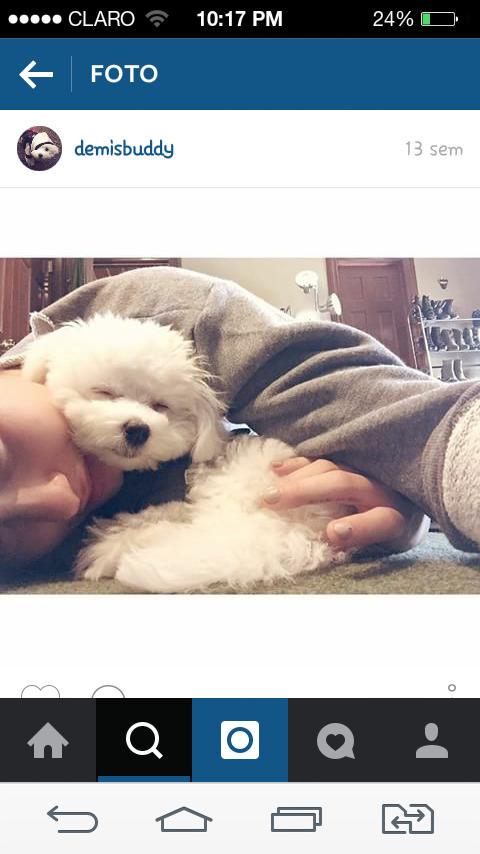 PortalDemiVEVO's tweet image. Meu coracão esta partido!! Eu estou chorando, não quero nem pebsar em como a demi estar #RIPBuddy