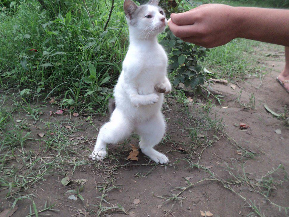 yaparateoficial's tweet photo. Nace el primer “conegato”, la cría de un conejo y una gata, en Venezuela #NotasCuriosas
 http://t.co/jrauvu4F7L http://t.co/P88CZ0POFV