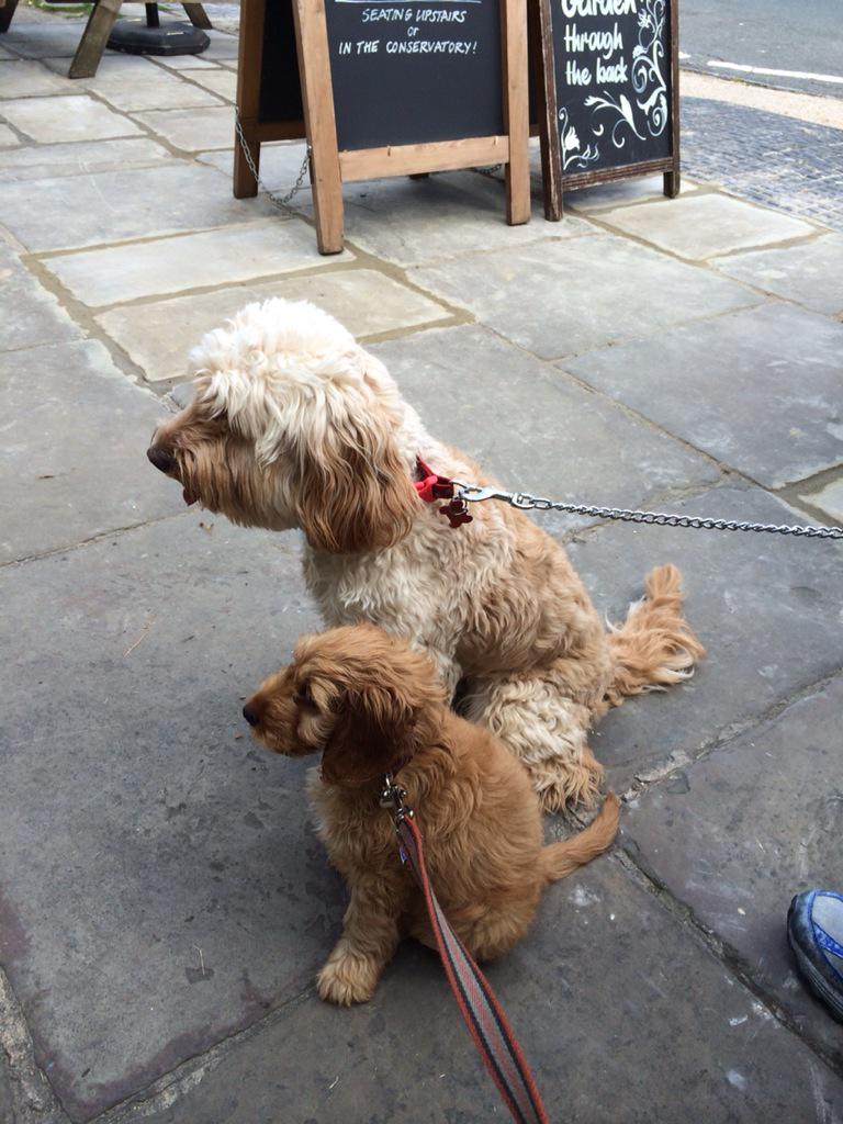 teddyockapoo tweet picture