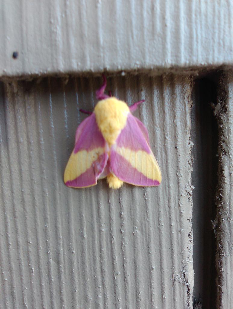 ScrewTerminal's tweet image. This moth is radioactive.
