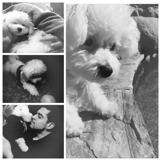 CallMeCharlieS's tweet photo. I'm so sorry for your loss @ddlovato &amp; @wilmervalderrama were here for you. We love you and we loved Buddy #RIPBuddy http://t.co/zia3LrAYh4