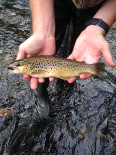 Southern_Fly tweet picture
