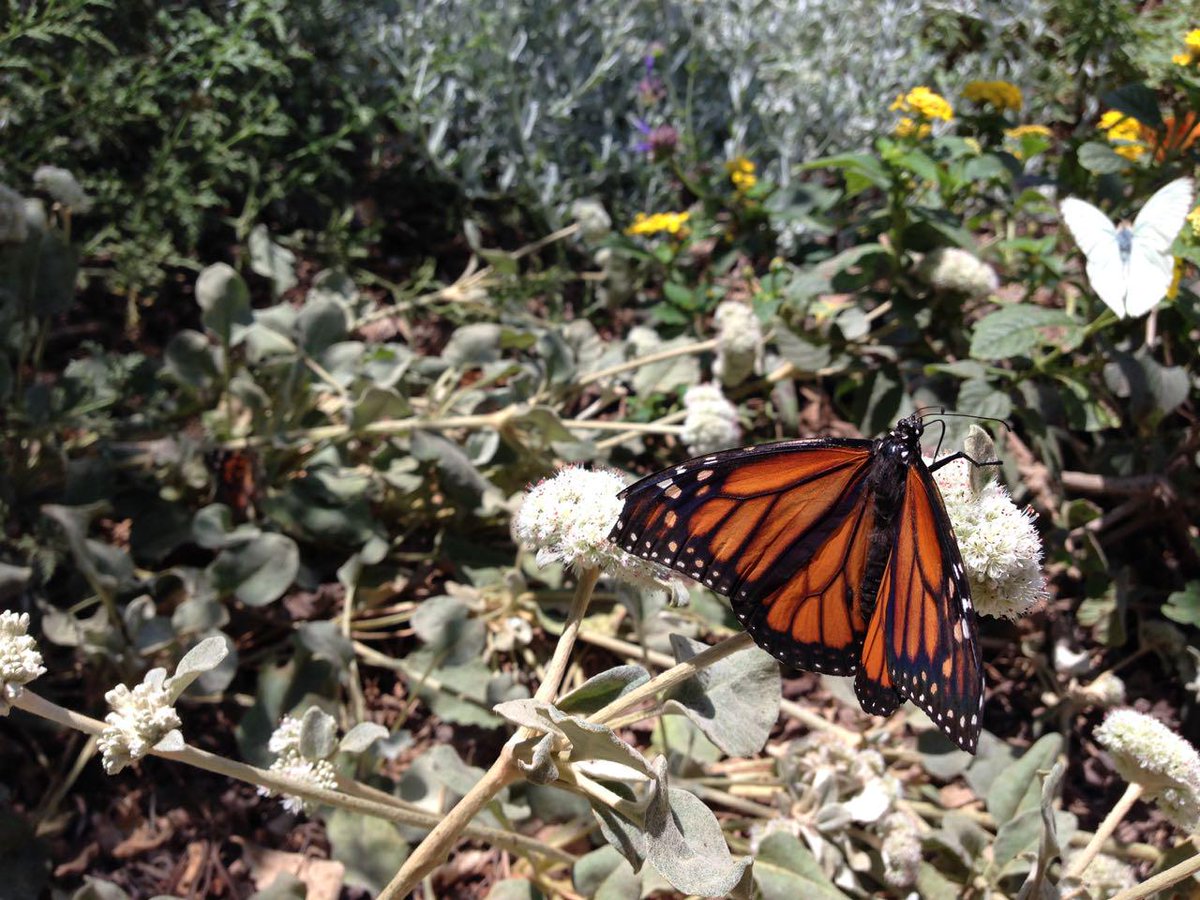 BikeMetro's tweet photo. This week's #BikeInstead #WalkInstead contest theme "plants + animals" to help @NHMLA hit 7,500 images 4 #BioBlitzLA http://t.co/zCswzV4ZCy