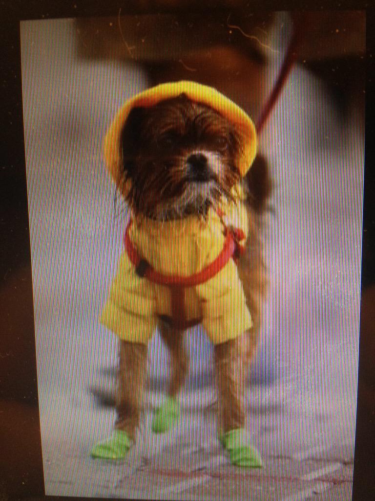 Wanna get my pup this rain coat for days like today!