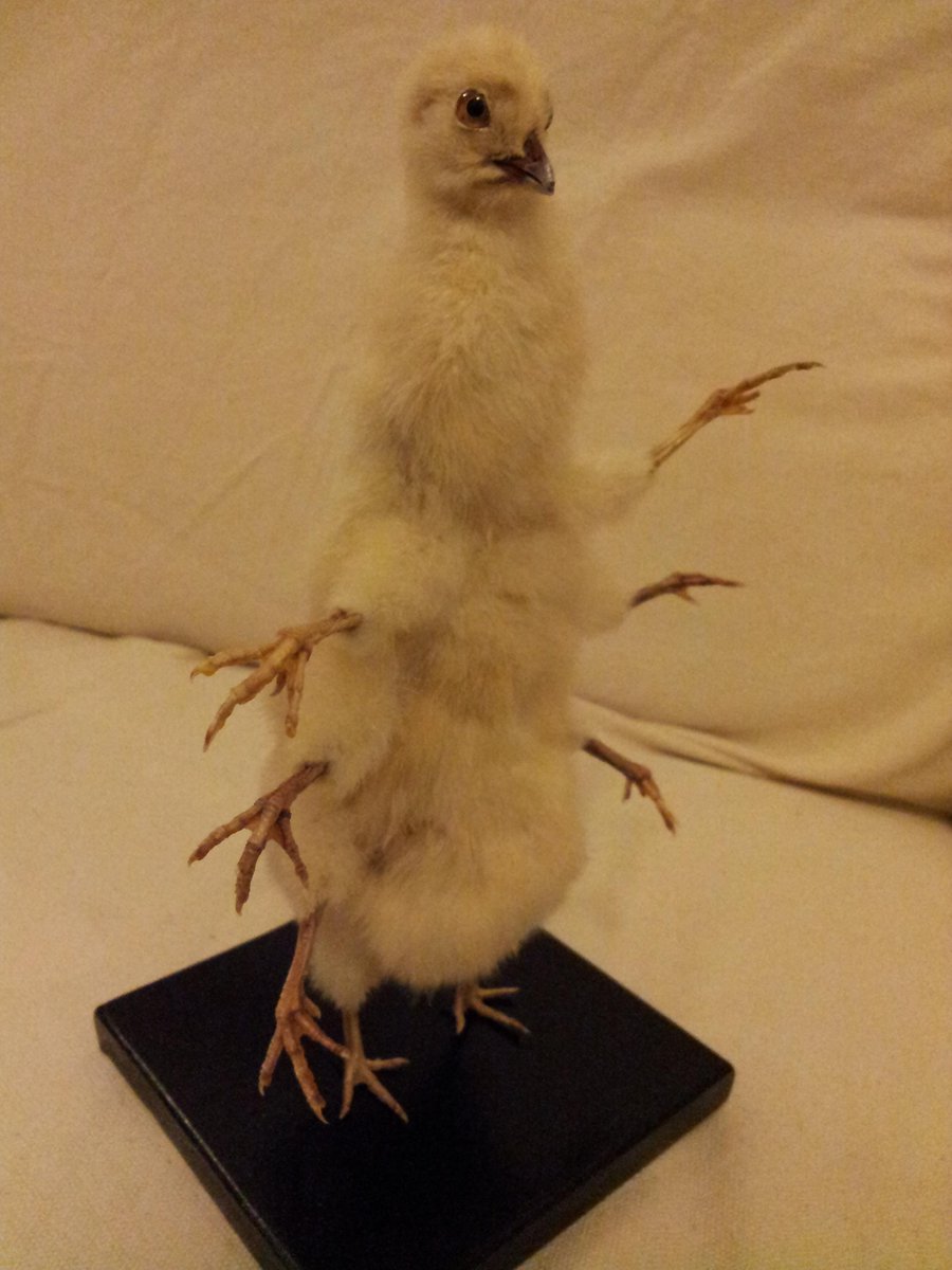 CaspersCreature's tweet image. Stern 6-armed chicken would  like remind about my chicken #taxidermy giveaway tinyurl.com/p24vu5x