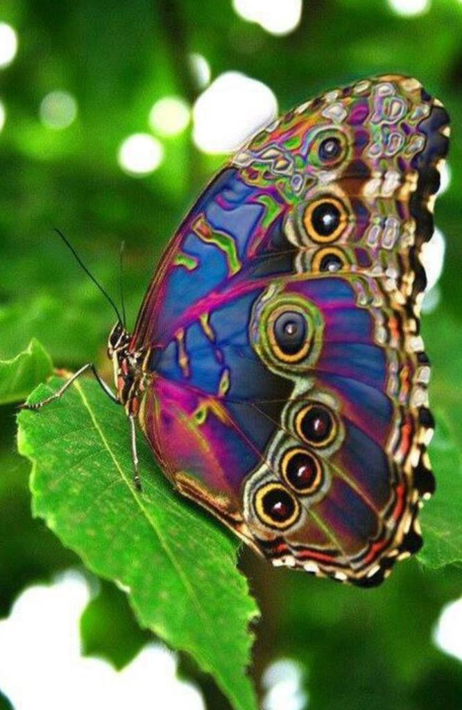 WhatPrettyThing's tweet image. Peacock Butterfly #PrettyThings