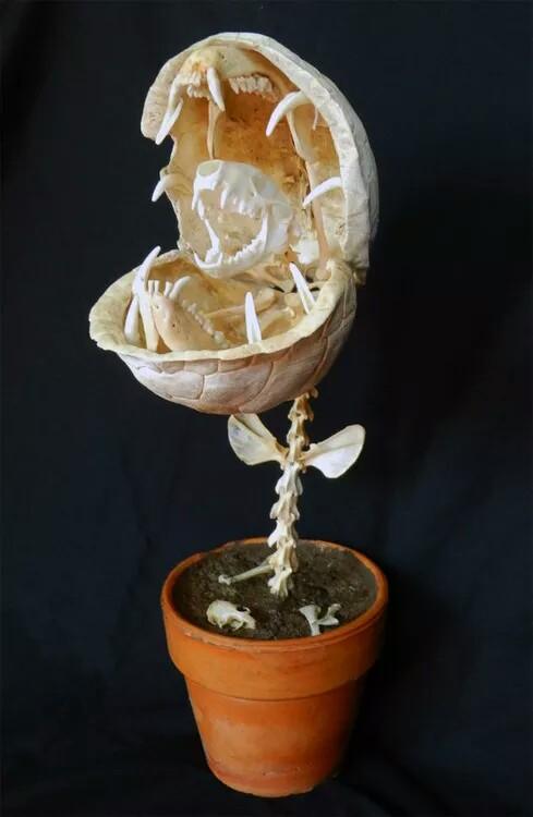 PastMortems's tweet photo. Love this "Audrey II" from Little Shop of Horrors made from skulls by Tim Prince #skunkskull #turtleshells http://t.co/uHGz745w70