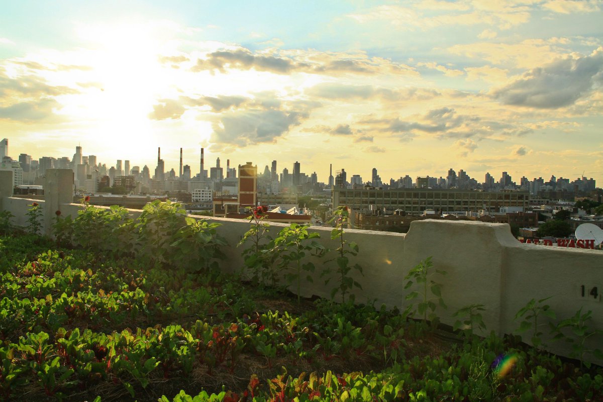 TransitionOKC's tweet photo. What's urban ag? Where country meets city, cement, cherry tomato - "Growing Cities" director. http://t.co/JKR3ov5Kjw http://t.co/6oKN7nItFL