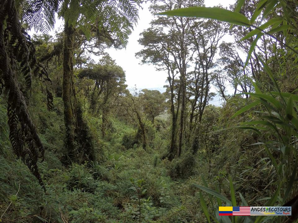 AndesEcoTours's tweet photo. #Nature in its #wild and #legitimate state as seen during our #ecotourism #hike in #Tablazo's cloud #forest. http://t.co/wmddVfLtZx