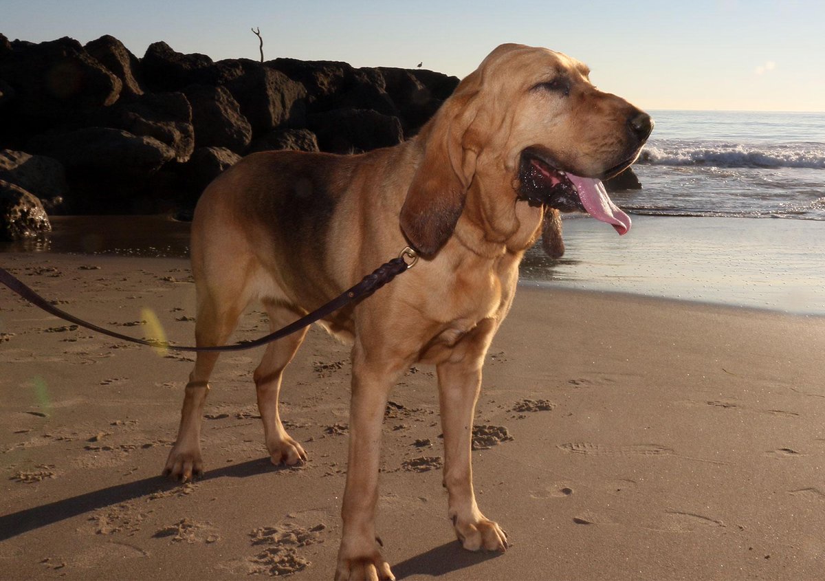 vcsark9's tweet image. Say hi to K9 Morgan... enjoying our beautiful California beaches!  #vcsark9 #ToungeOutTuesday #MorganK9 #805K9