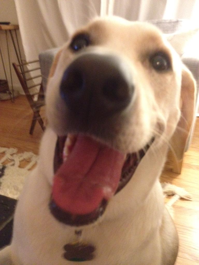 Shoot Down the Moon tweet media