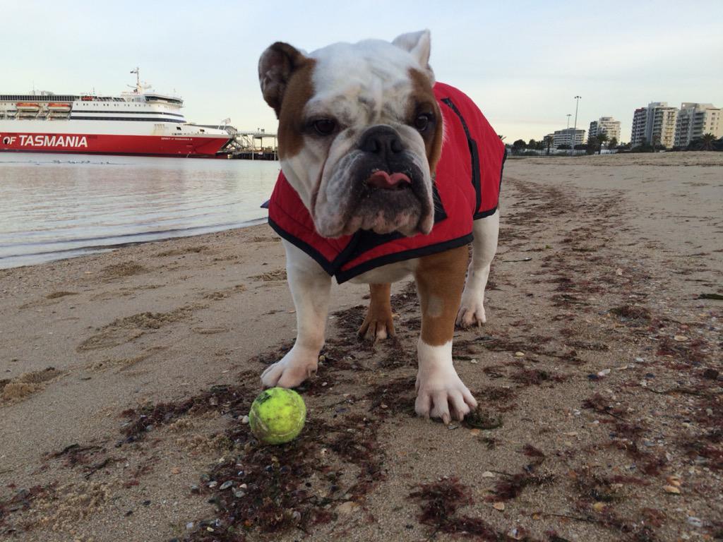 Charlie_Bullie's tweet photo. #tongueouttuesday beach boy style😂 #winterwalkies #melbourne #britishbulldog #dogsoftwitter http://t.co/Sbjc7rS8cT