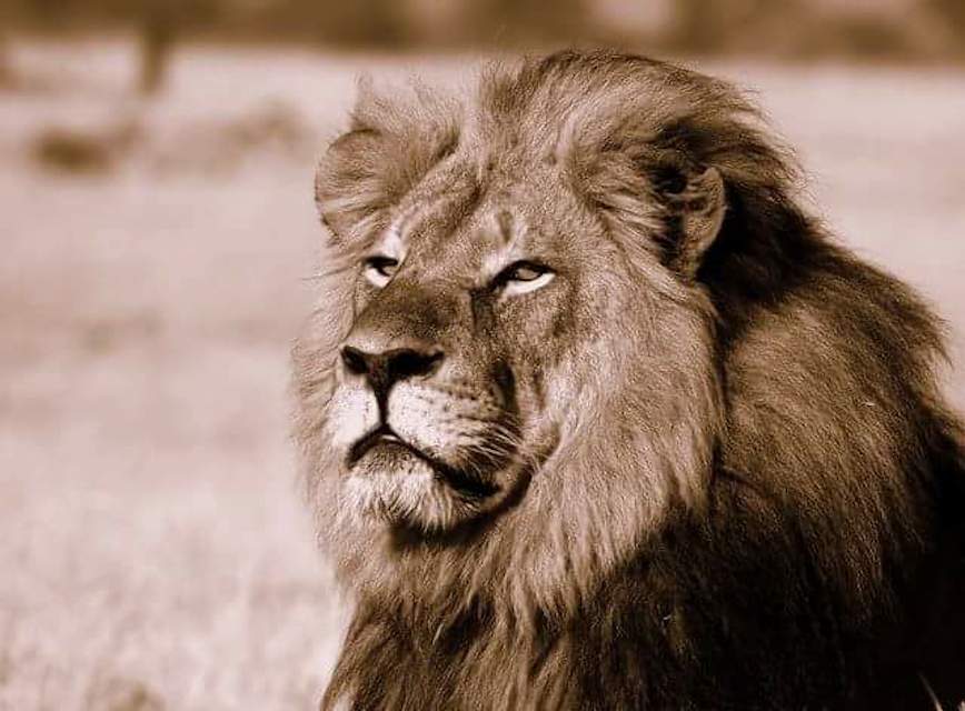WellyTopping's tweet photo. I believe that #CecilTheLion deserved better than this, let's end senseless #TrophyHunting now. http://t.co/7QYjxTuz2J