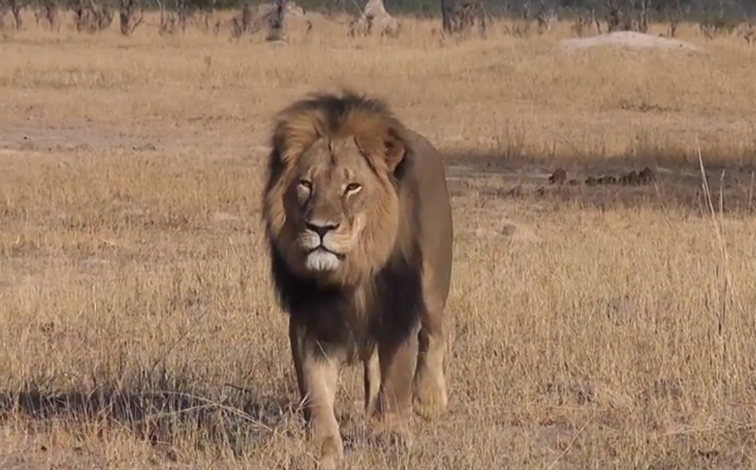 Cosmopolitan's tweet photo. People take to Twitter to express outrage over the illegal hunting of #CecilTheLion: http://t.co/hk6qsIQCU7 http://t.co/8xvjKKMNkY