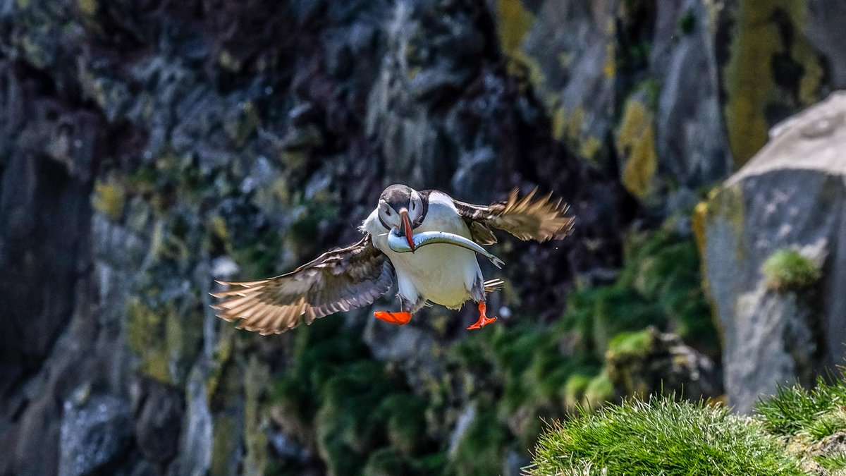 LocalGuideEinar's tweet photo. Puffin with capelin in Ingólfshöfði today... http://t.co/XPUEa9C4Uf