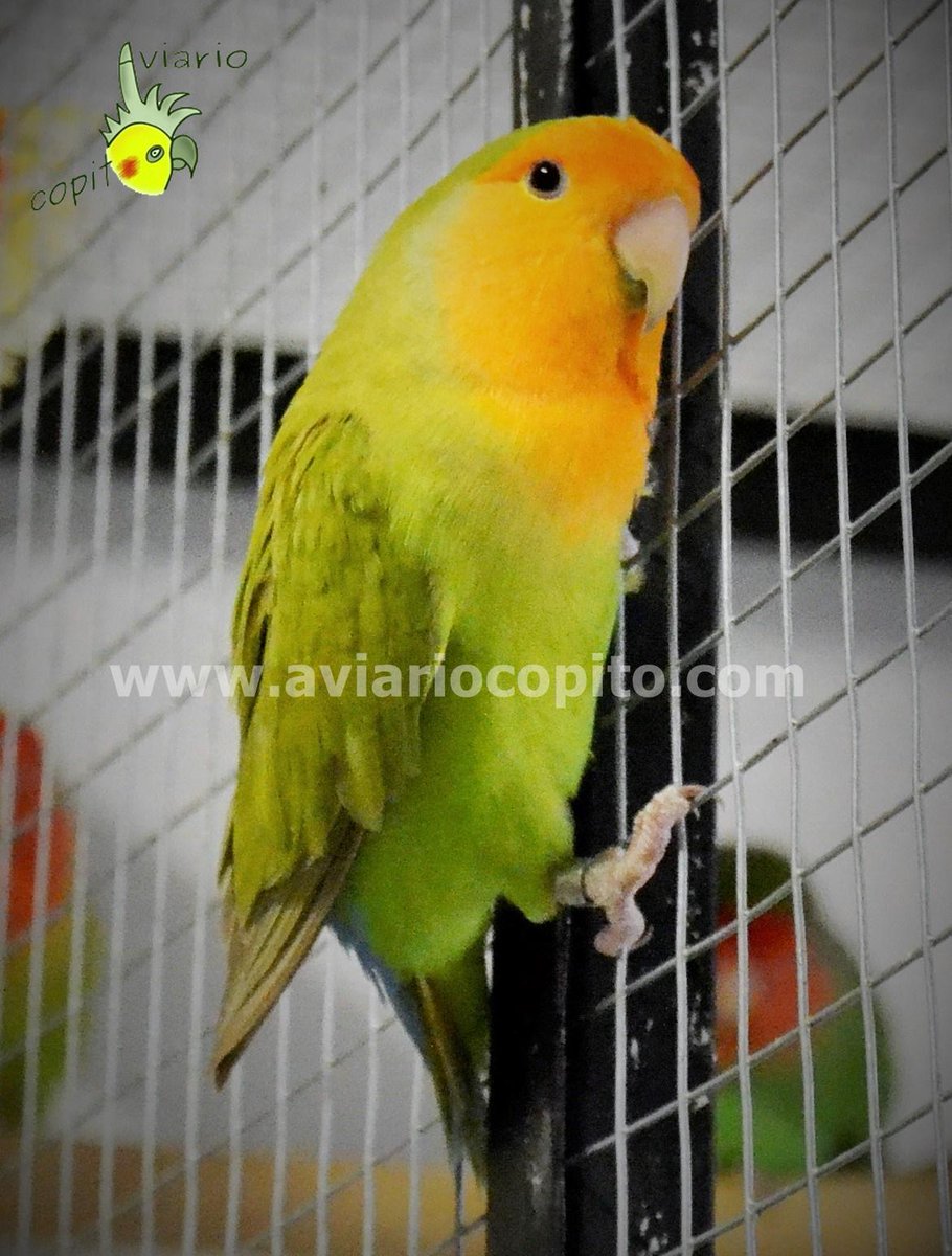 AviarioCopito's tweet photo. Un buen modelo para las fotos, Canela caranaranja. Roseicollis Long feather. Reproductor macho en descanso. http://t.co/60kuro6xwx