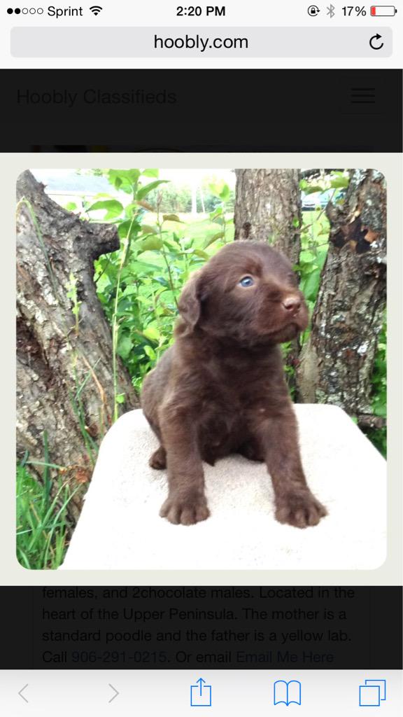 arianasaIvator's tweet photo. Okay so everyone I MIGHT be getting a puppy that is the same breed as Sirius please help me get over 100 retweets✨🐶💕 http://t.co/D819x7Hdt3