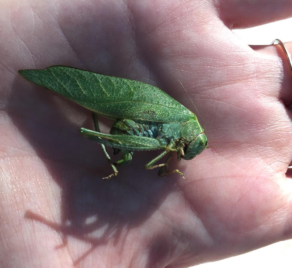 delCampoLA's tweet photo. Poor katydid #BioBlitzLA http://t.co/buhqElcs3r
