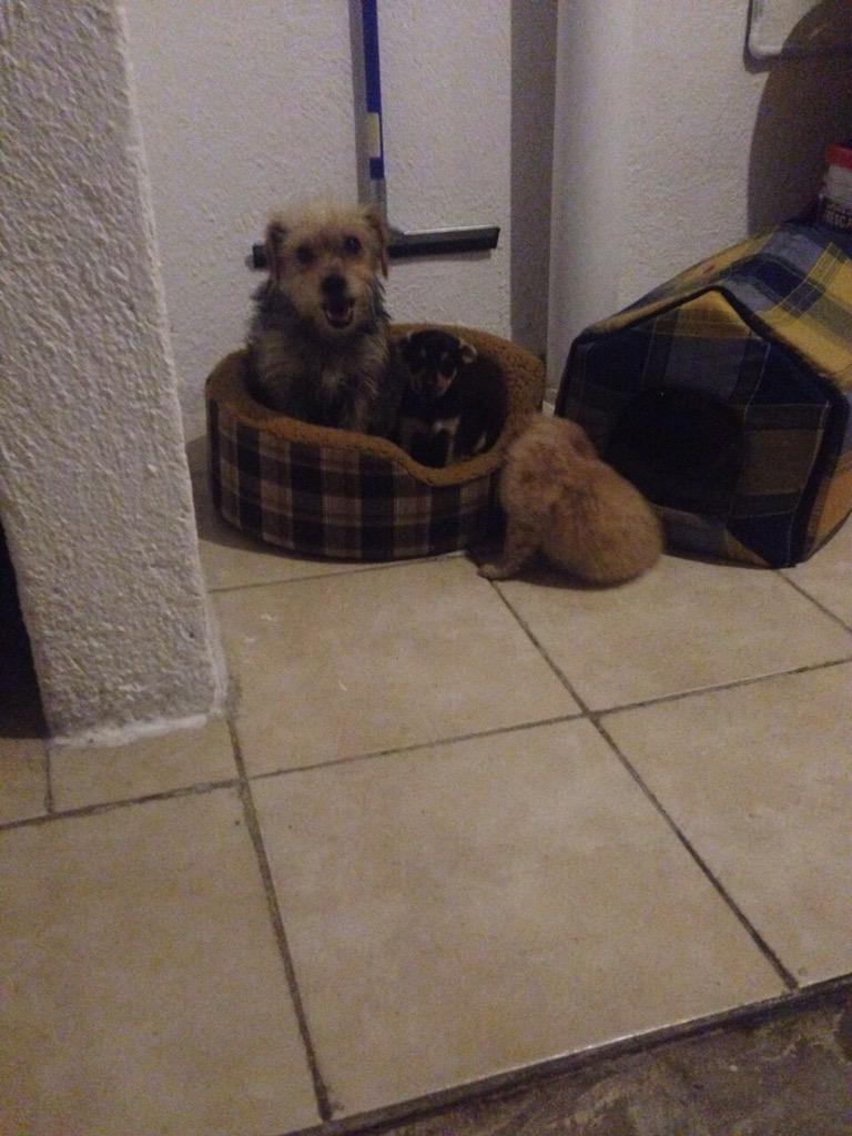 DOGIN_HOOD's tweet photo. Chabelita en su hogar temporal #HT con sus bebes esperando hogares definitivos responsables. ❤️ #adopcionesDH #HTDH http://t.co/ImpUcl1uro