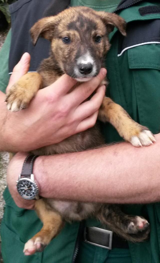 Very cute new trainee in the rabbiting department