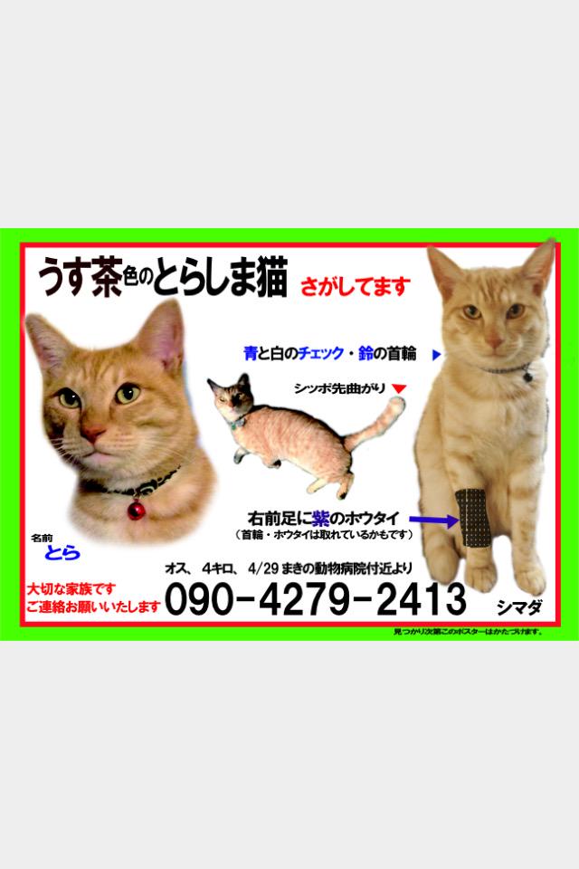 Mantenyorozuya_'s tweet photo. @sintoracat:→さんが
探されています！
#枚方市 #牧野 動物病院付近で迷子。薄い茶トラのトラちゃん。4歳。オス。しっぽ先曲りでエビフライの様。ガニ股歩き。#三栗 の府営住宅付近で保護、見かけた方など情報をお待ちしてます！ http://t.co/TpvMnsssr8