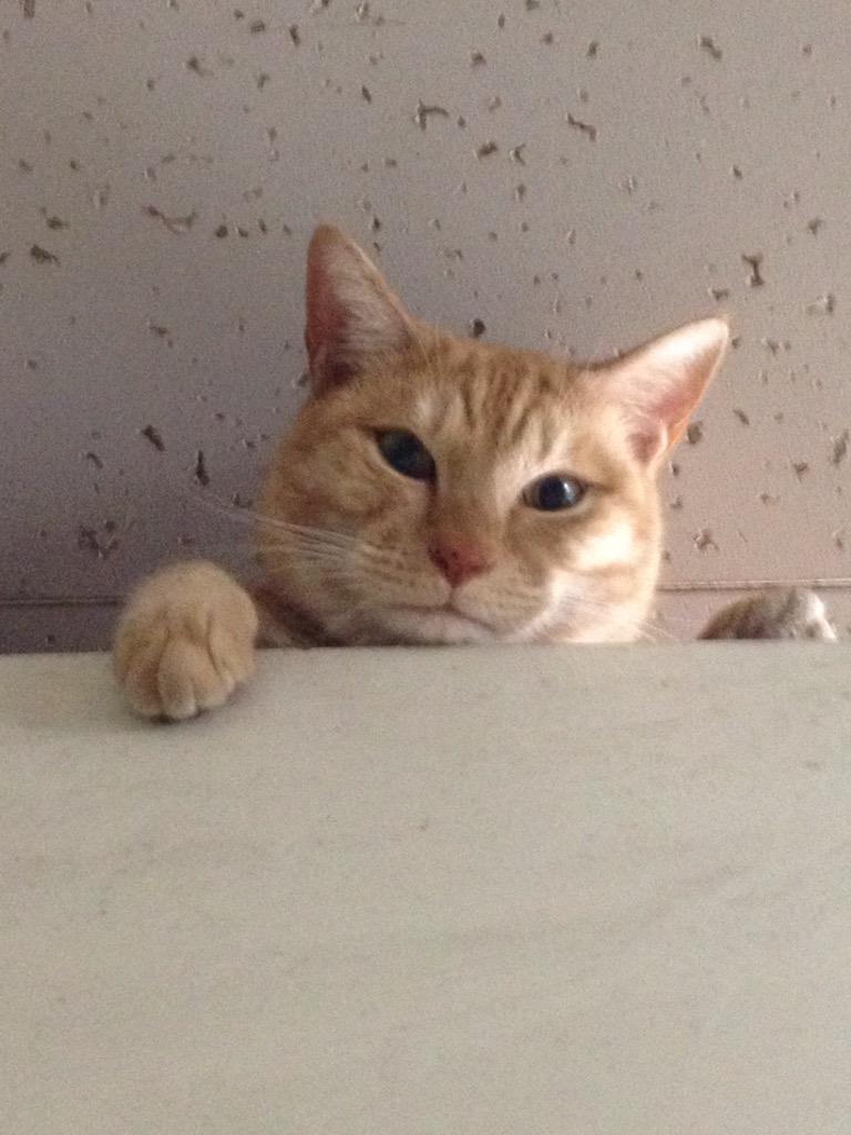 Mantenyorozuya_'s tweet photo. @sintoracat:→さんが
探されています！
#枚方市 #牧野 動物病院付近で迷子。薄い茶トラのトラちゃん。4歳。オス。しっぽ先曲りでエビフライの様。ガニ股歩き。#三栗 の府営住宅付近で保護、見かけた方など情報をお待ちしてます！ http://t.co/TpvMnsssr8