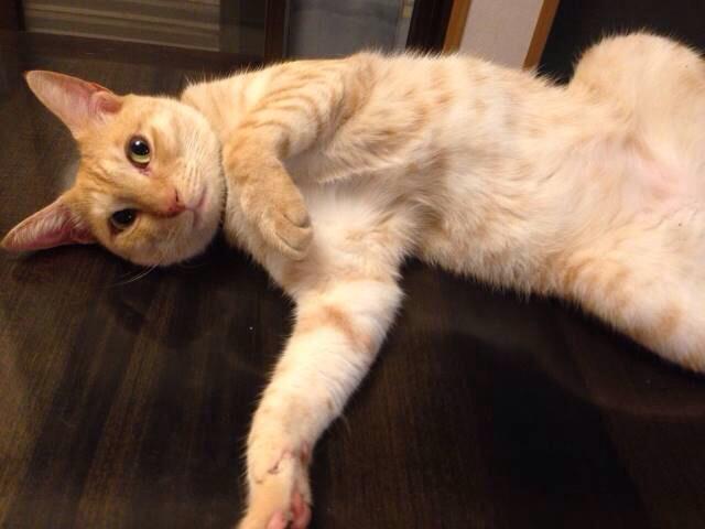 Mantenyorozuya_'s tweet photo. @sintoracat:→さんが
探されています！
#枚方市 #牧野 動物病院付近で迷子。薄い茶トラのトラちゃん。4歳。オス。しっぽ先曲りでエビフライの様。ガニ股歩き。#三栗 の府営住宅付近で保護、見かけた方など情報をお待ちしてます！ http://t.co/TpvMnsssr8