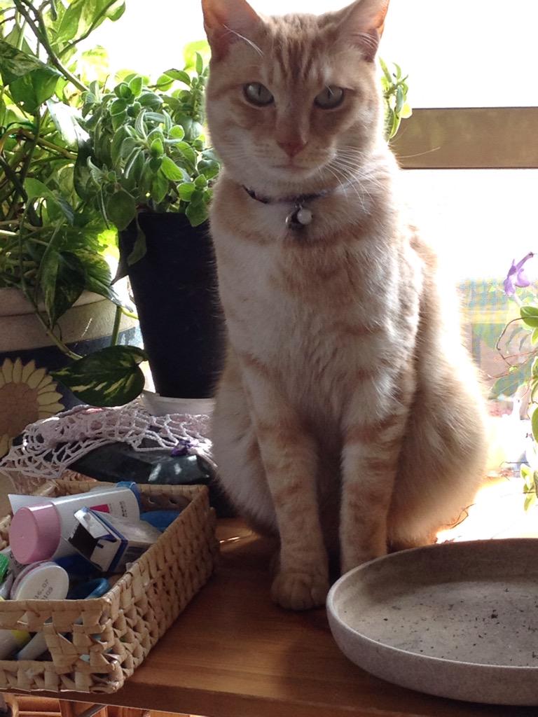 Mantenyorozuya_'s tweet photo. @sintoracat:→さんが
探されています！
#枚方市 #牧野 動物病院付近で迷子。薄い茶トラのトラちゃん。4歳。オス。しっぽ先曲りでエビフライの様。ガニ股歩き。#三栗 の府営住宅付近で保護、見かけた方など情報をお待ちしてます！ http://t.co/TpvMnsssr8