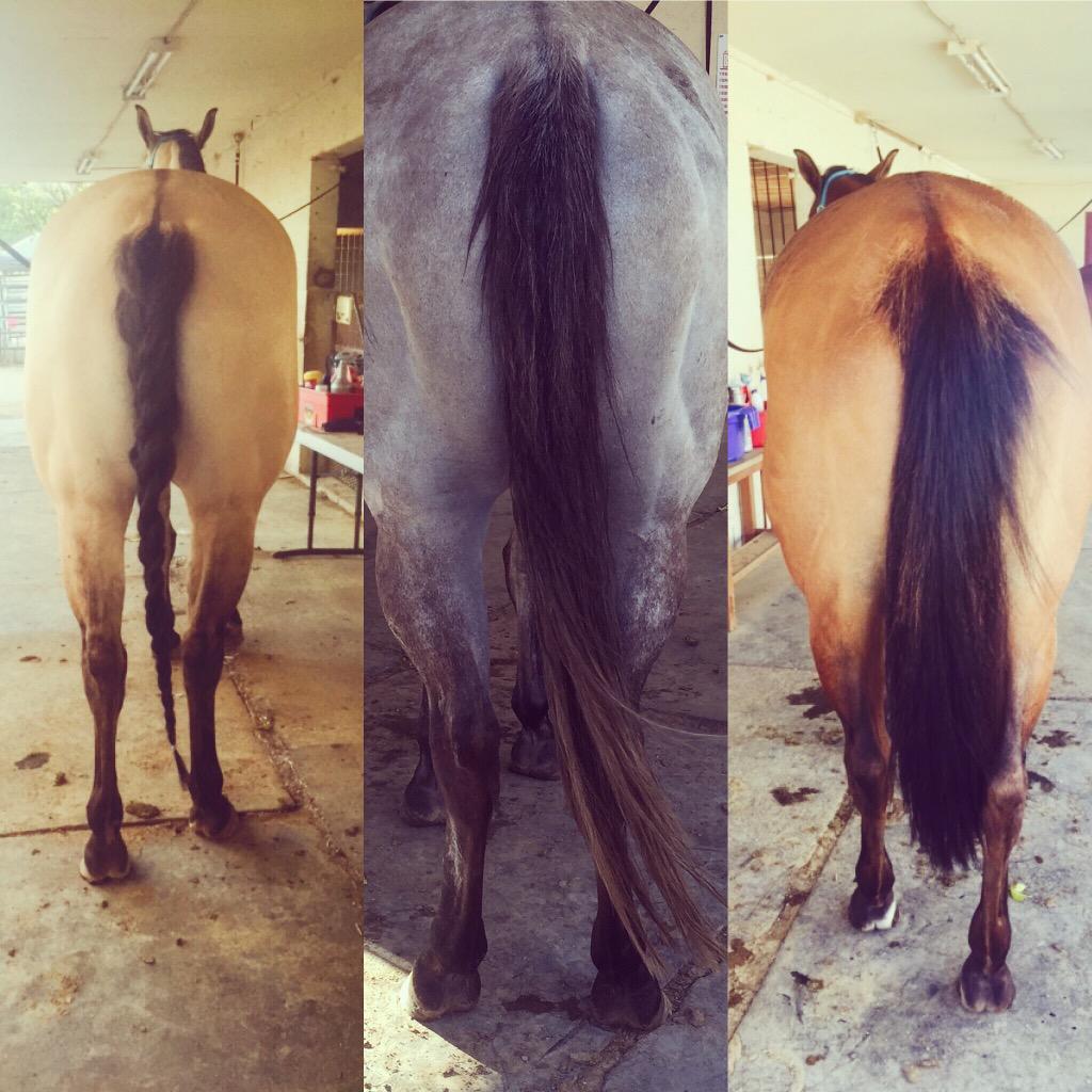 taylorsjbug6's tweet photo. Dem booties 😍 all three have nice long tails. #Junebug #jasper #jitterbug #dembooties http://t.co/Mvy1sVJdHr