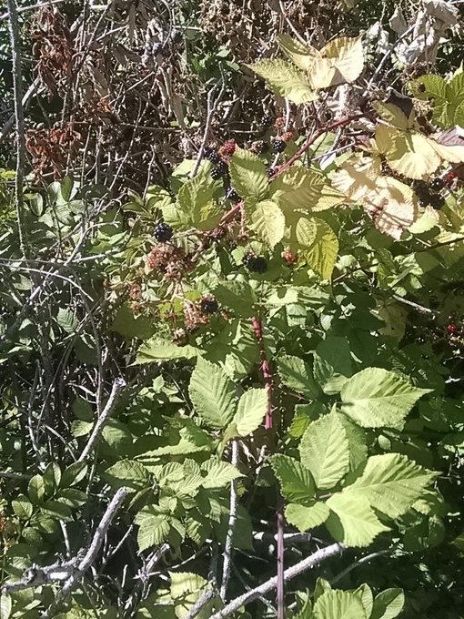 I go to work for the money. I walk to work for the snacks http://t.co/ZYh73n8BmZ