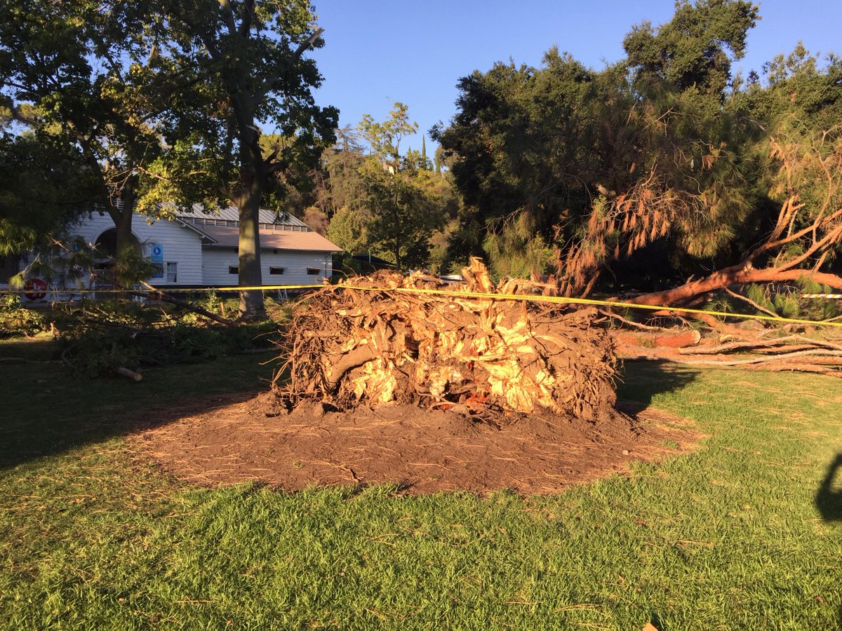 PasadenaFD's tweet photo. All patients were 6-8 yrs old. Fallen tree was 75-yr-old, 70-ft-tall pine. Indpt. arborist will determine cause (2/2) http://t.co/fFR2jhpJT3