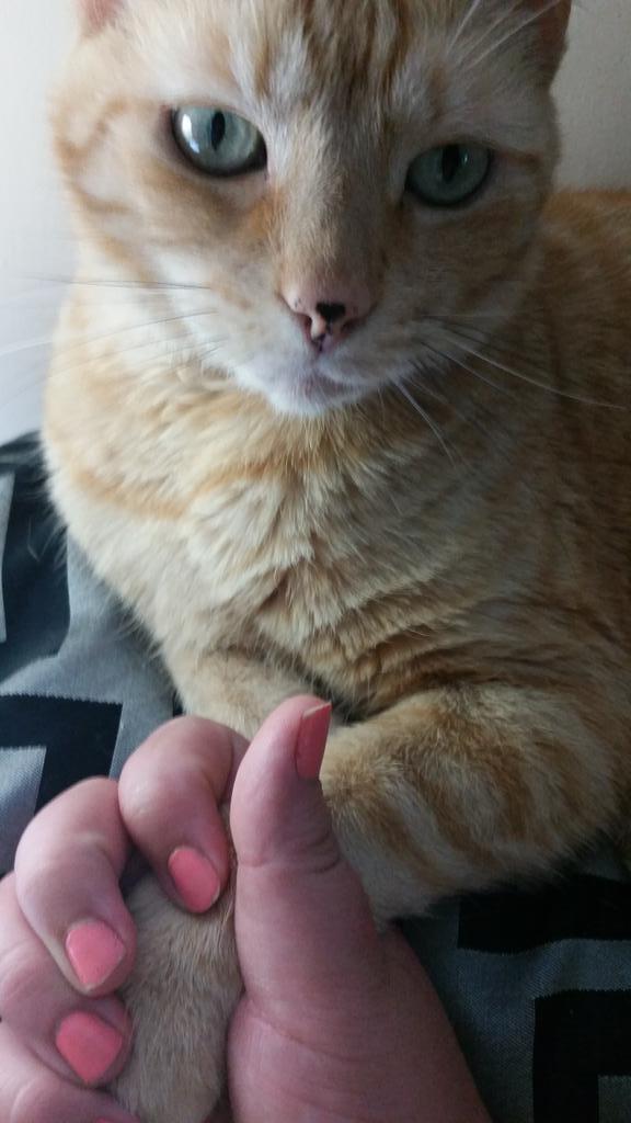 ordinarylilly's tweet photo. We are holding hands. #CatsOfTwitter http://t.co/wS8CUmCf8S