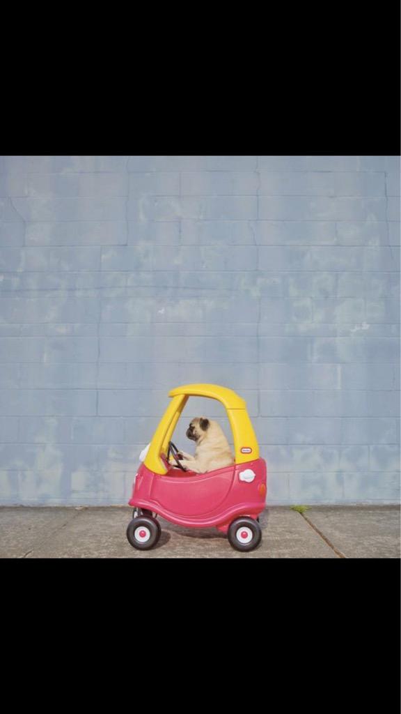 SammydaBulldog's tweet photo. Cute! Bol.....! 🚗💨💨💨 http://t.co/TurQV7ZYpl