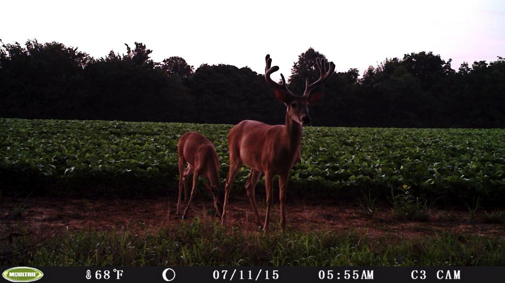 krbeaver19's tweet photo. Trial cam tuesday! @AverageHunter http://t.co/EPmlcSrDAc