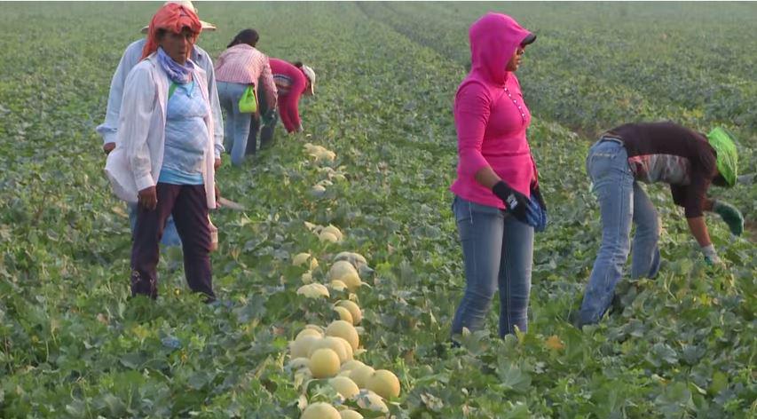 #Hungryplanet | #UNFAO travels to #Honduras &amp; examines food sec in growing melon industry bit.ly/1MwektW