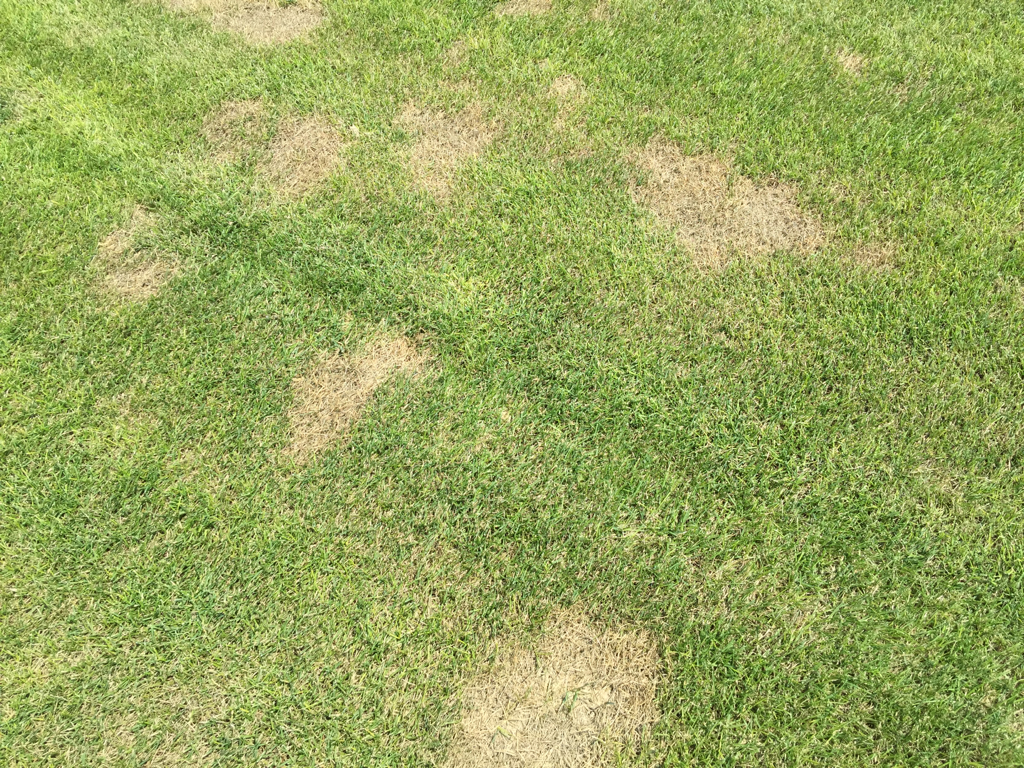 UTTurfPath's tweet image. Can you say #summerpatch boys and girls? I knew you could.